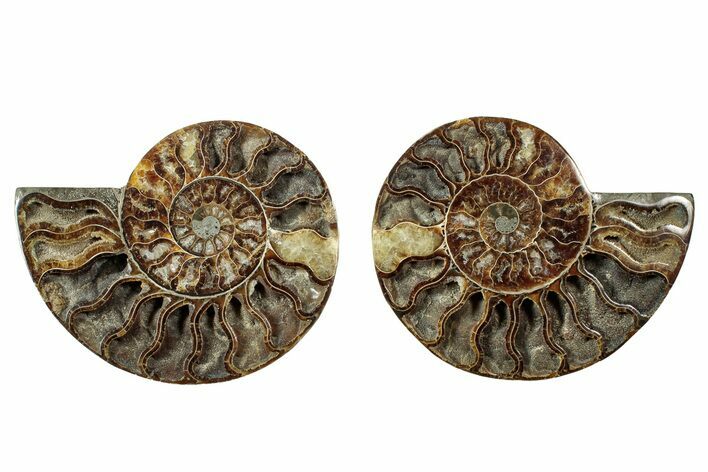 Cut & Polished, Agatized Ammonite Fossil - Deep Crystal Pockets #344483
